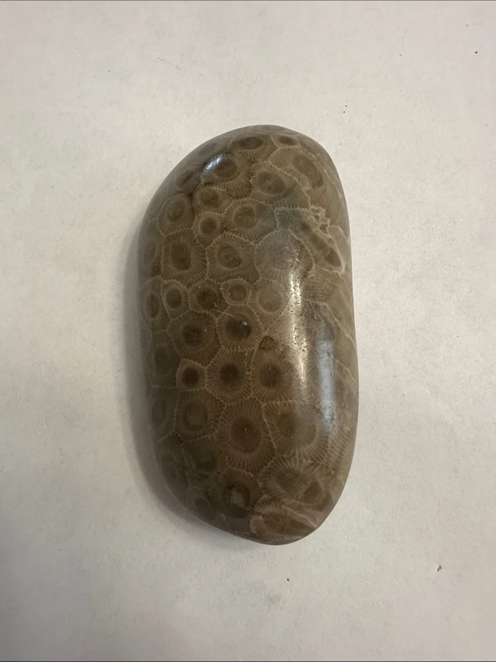Polished Brown Pet Reptile Smooth Stone Ornament